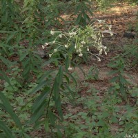 Clerodendrum indicum (L.) Kuntze